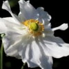 Herbst-Anemone 'Whirlwind' Weiß, Topf-Ø 9 Cm, 3er-Set -Madison Verkäufe 0319100254 Anemone jap Whirlwind 3er Set weiss 108394