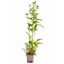 Sonnenhut 'Alba' Weiß, Topf-Ø 11 Cm, 3er-Set -Madison Verkäufe 0319100307 Echinacea purpurea Alba 3er Set 16 113964