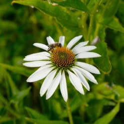 Sonnenhut 'Alba' Weiß, Topf-Ø 11 Cm, 3er-Set -Madison Verkäufe 0319100307 Echinacea purpurea Alba 3er Set 21 113908