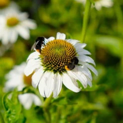 Sonnenhut 'Alba' Weiß, Topf-Ø 11 Cm, 3er-Set -Madison Verkäufe 0319100307 Echinacea purpurea Alba 3er Set 8 113909