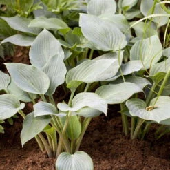 Graublaue Funkie 'Halcyon' Hellviolett, Topf-Ø 11 Cm, 3er-Set