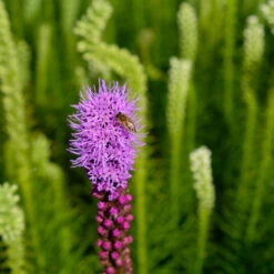 Bio Prachtscharte 'Kobold' Violett, Topf-Ø 11 Cm, 3er-Set -Madison Verkäufe 0319100358 Liatris spicata Kobold 3er Set 17 113914