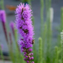 Bio Prachtscharte 'Kobold' Violett, Topf-Ø 11 Cm, 3er-Set -Madison Verkäufe 0319100358 Liatris spicata Kobold 3er Set 2 113913
