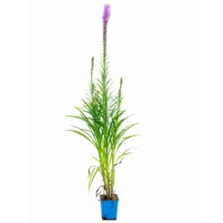 Bio Prachtscharte 'Kobold' Violett, Topf-Ø 11 Cm, 3er-Set -Madison Verkäufe 0319100358 Liatris spicata Kobold 3er Set 7 113966