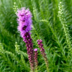Bio Prachtscharte 'Kobold' Violett, Topf-Ø 11 Cm, 3er-Set -Madison Verkäufe 0319100358 Liatris spicata Kobold 3er Set 8 113915