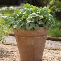 Vergissmeinnicht 'Jack Frost' Blau, Topf-Ø 12 Cm, 3er-Set -Madison Verkäufe 0319100421 Brunnera macro Jack Frost 84706