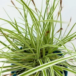 Japansegge 'Everest', Topf-Ø 12 Cm, 3er-Set -Madison Verkäufe 0319100440 carex oshimensis everest 4 125000