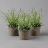 Japansegge 'Everest', Topf-Ø 12 Cm, 3er-Set -Madison Verkäufe 0319100440 carex oshimensis everest1 125700