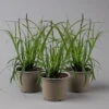 Segge 'Ribbon Falls' Dunkelgrün, Topf-Ø 12 Cm, 3er-Set -Madison Verkäufe 0319100452 Carex Ribbon Falls 3er Set KB T12 gruen ueberhaengend 1 126145