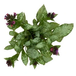 Lungenkraut 'Silver Bouquet' Rosa-blau, Topf-Ø 12 Cm, 3er-Set -Madison Verkäufe 0319100459 Pulmonaria Hybr Silver Bouquet 3er Set rosa blau 10 109625