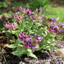 Lungenkraut 'Silver Bouquet' Rosa-blau, Topf-Ø 12 Cm, 3er-Set -Madison Verkäufe 0319100459 Pulmonaria Hybr Silver Bouquet 3er Set rosa blau 92573