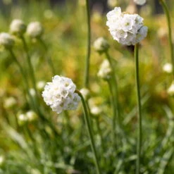 Grasnelke Weiß, Topf-Ø 12 Cm, 3er-Set -Madison Verkäufe 0319100496 Armeria maritima Alba 3er Set 4 107992