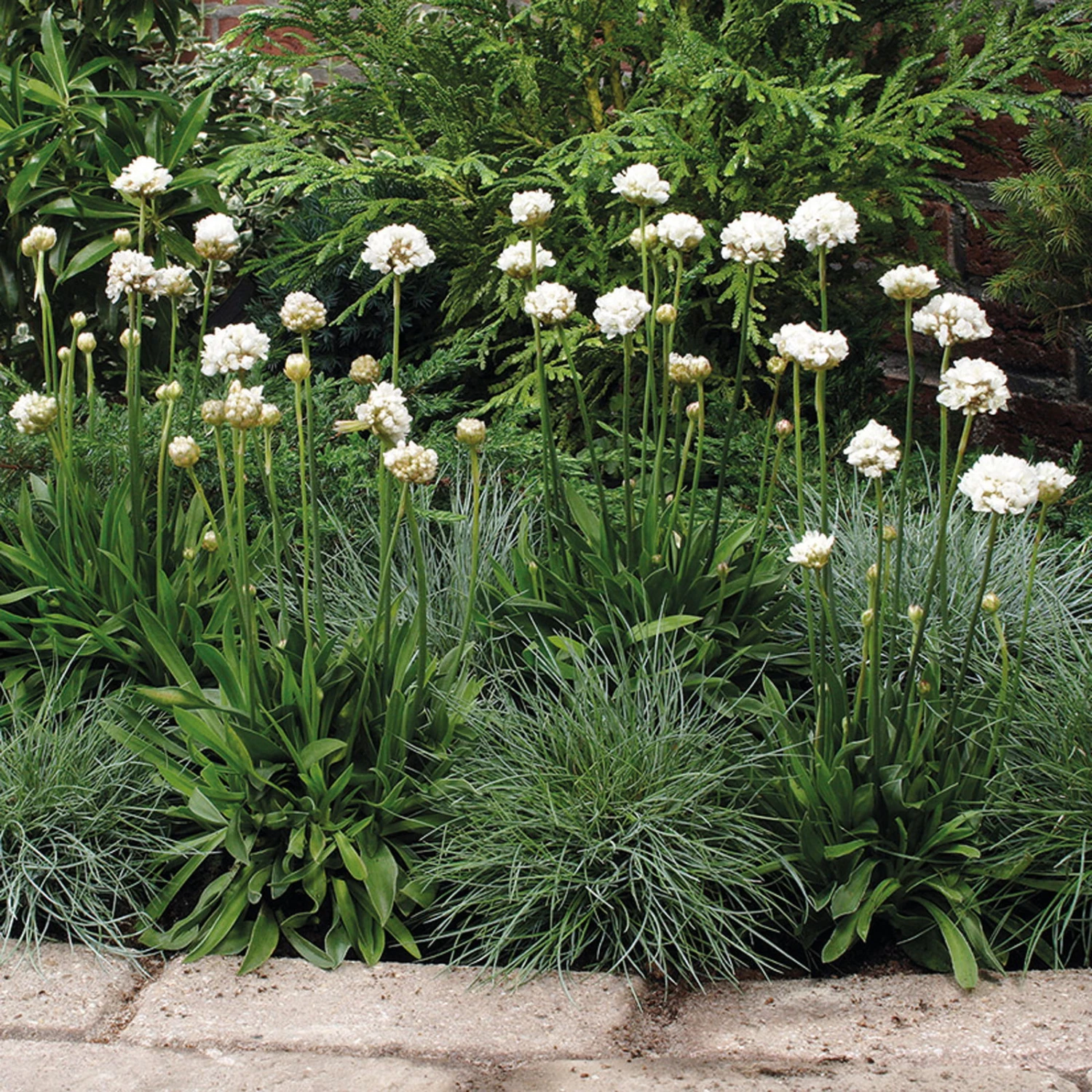 Grasnelke 'Ballerina White' Weiß, Topf-Ø 12 Cm, 3er-Set 4 Grasnelke 'Ballerina White' Weiß, Topf-Ø 12 Cm, 3er-Set – Bild 2