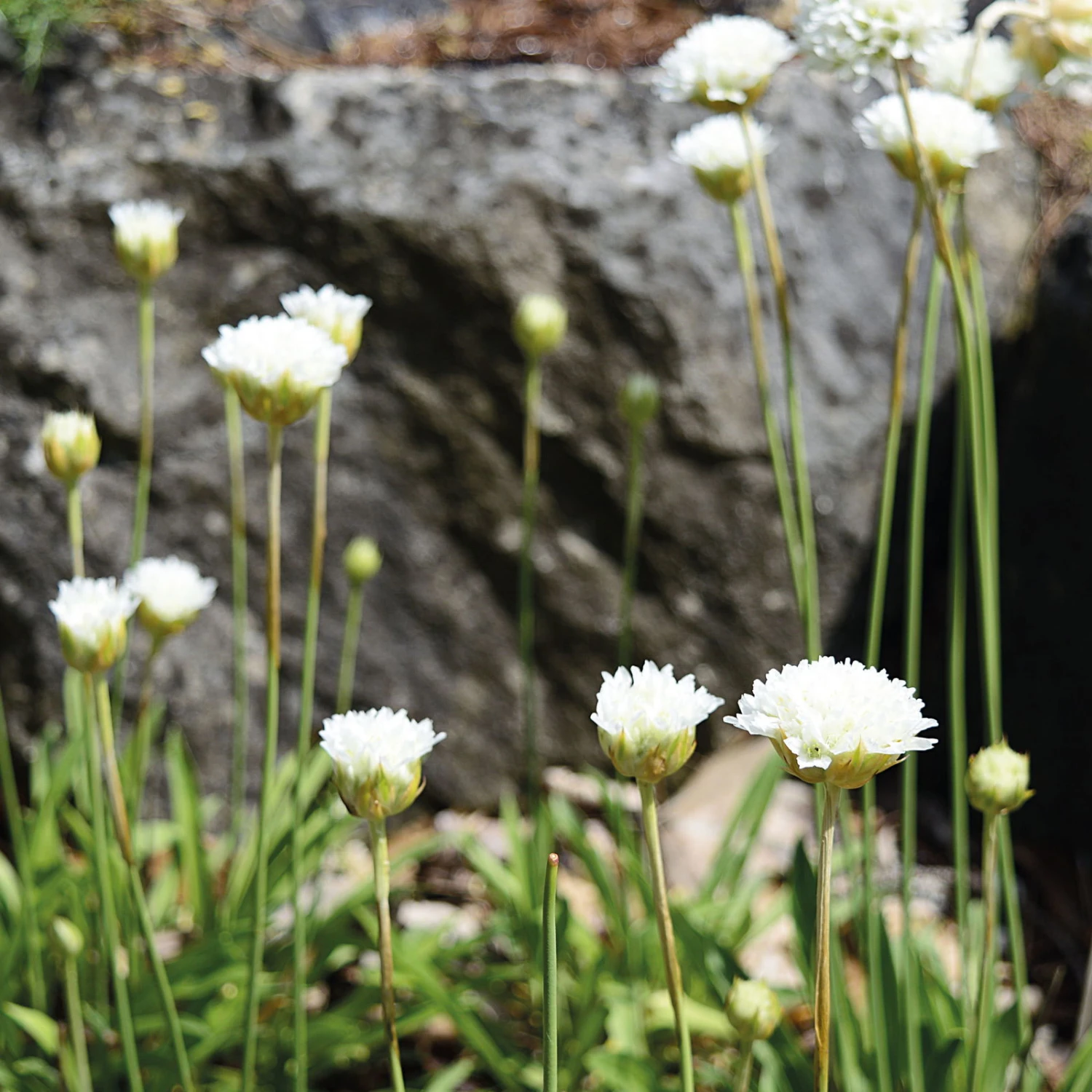 Grasnelke 'Ballerina White' Weiß, Topf-Ø 12 Cm, 3er-Set 3 Grasnelke 'Ballerina White' Weiß, Topf-Ø 12 Cm, 3er-Set