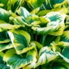 Funkie 'First Frost' Lila, Topf-Ø 11 Cm, 3er-Set -Madison Verkäufe 0319100508 Hosta First Frost 3er Set 1 107576