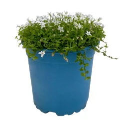 Isotoma Fluvialis Weiß, Topf-Ø 12 Cm, 3er-Set 10 Isotoma Fluvialis Weiß, Topf-Ø 12 Cm, 3er-Set -Madison Verkäufe 0319100527 Isotoma fluviatilis 3er Set weiss 1 110596