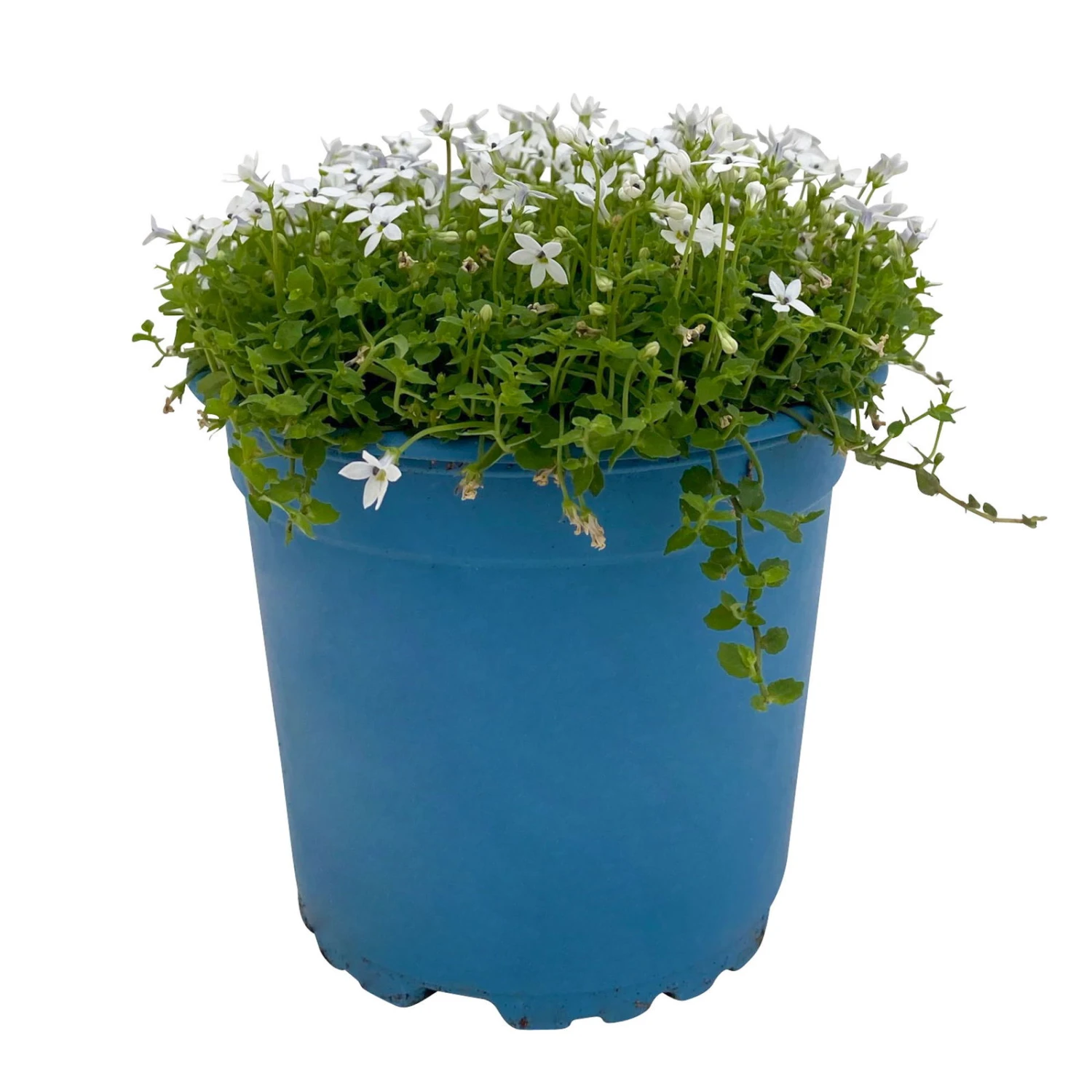 Isotoma Fluvialis Weiß, Topf-Ø 12 Cm, 3er-Set 5 Isotoma Fluvialis Weiß, Topf-Ø 12 Cm, 3er-Set – Bild 3