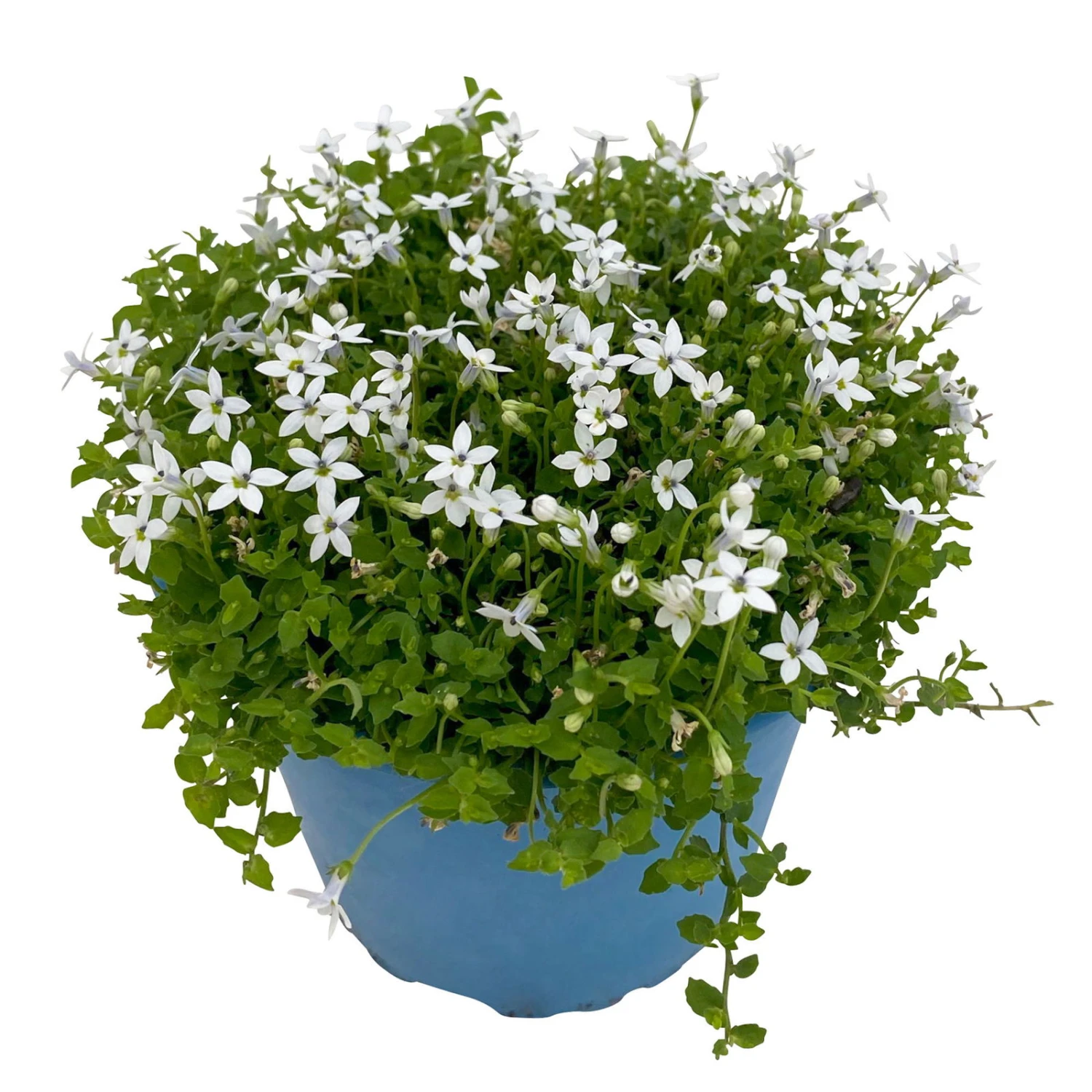 Isotoma Fluvialis Weiß, Topf-Ø 12 Cm, 3er-Set 3 Isotoma Fluvialis Weiß, Topf-Ø 12 Cm, 3er-Set