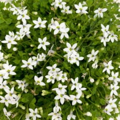 Isotoma Fluvialis Weiß, Topf-Ø 12 Cm, 3er-Set 9 Isotoma Fluvialis Weiß, Topf-Ø 12 Cm, 3er-Set -Madison Verkäufe 0319100527 Isotoma fluviatilis 3er Set weiss 3 110409