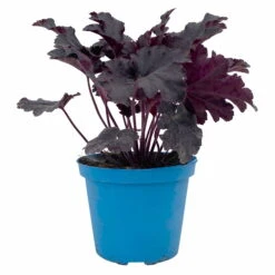 Purpurglöckchen 'Timeless Night', Schwarzviolett, Topf-Ø 12 Cm, 3er-Set -Madison Verkäufe 0319100531 Heuchera Timeless Night 12cm Blatt schwarzviolett 3er Set 1 114781