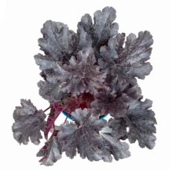 Purpurglöckchen 'Timeless Night', Schwarzviolett, Topf-Ø 12 Cm, 3er-Set -Madison Verkäufe 0319100531 Heuchera Timeless Night 12cm Blatt schwarzviolett 3er Set 5 114782