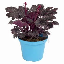 Purpurglöckchen 'Timeless Night', Schwarzviolett, Topf-Ø 12 Cm, 3er-Set -Madison Verkäufe 0319100531 Heuchera Timeless Night 12cm Blatt schwarzviolett 1 114779