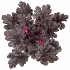 Purpurglöckchen 'Timeless Night', Schwarzviolett, Topf-Ø 12 Cm, 3er-Set -Madison Verkäufe 0319100531 Heuchera Timeless Night 12cm Blatt schwarzviolett 2 114780