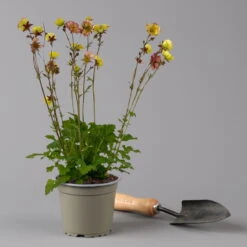 Nelkenwurz 'Nonna' Gelborange Halbgefüllt, Topf-Ø 12 Cm, 3er-Set 19 Nelkenwurz 'Nonna' Gelborange Halbgefüllt, Topf-Ø 12 Cm, 3er-Set -Madison Verkäufe 0319100549 Geum Nonna 3er Set KB gelb orange T12 2 126152