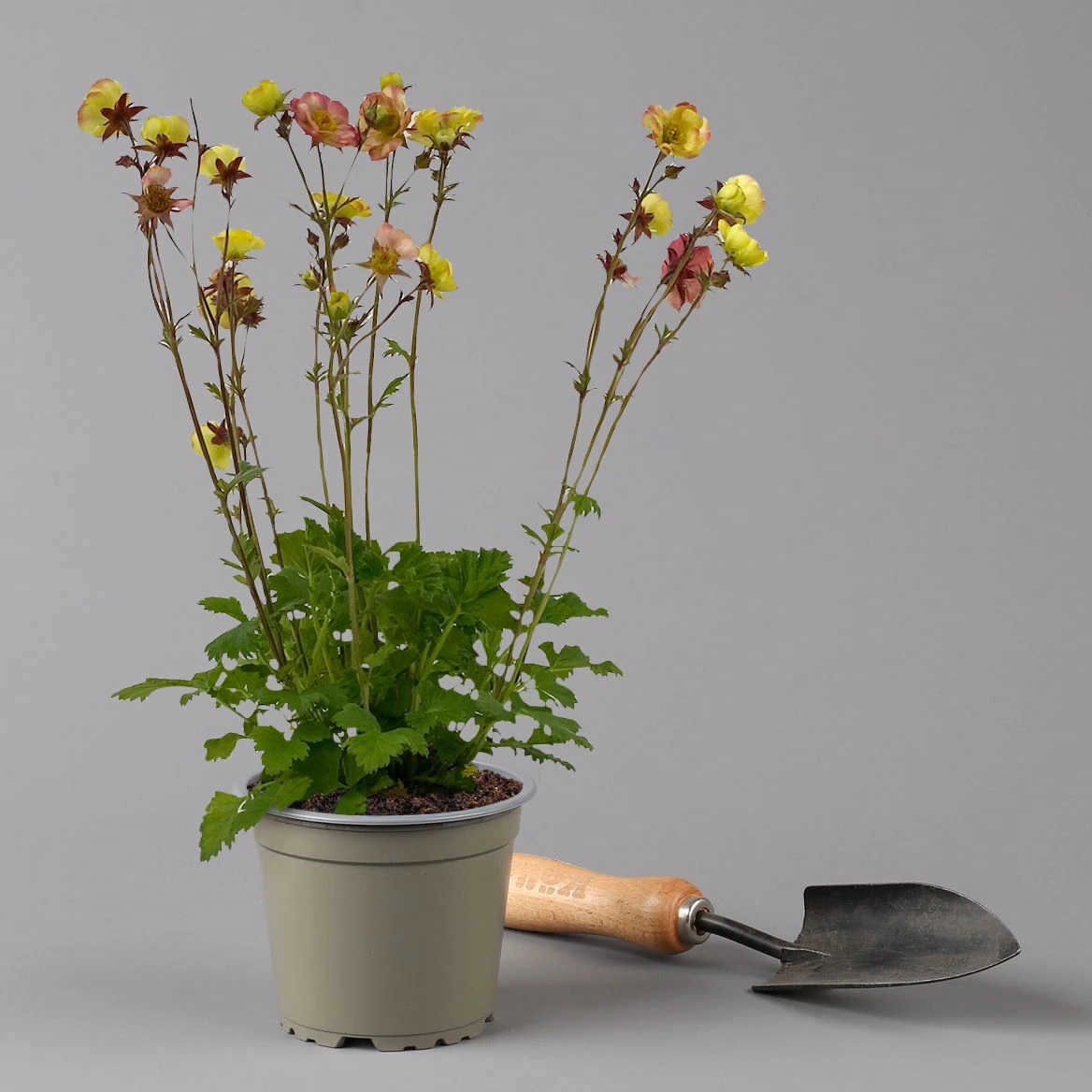 Nelkenwurz 'Nonna' Gelborange Halbgefüllt, Topf-Ø 12 Cm, 3er-Set 8 Nelkenwurz 'Nonna' Gelborange Halbgefüllt, Topf-Ø 12 Cm, 3er-Set – Bild 6