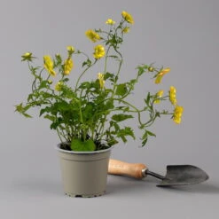 Nelkenwurz 'Nonna' Gelborange Halbgefüllt, Topf-Ø 12 Cm, 3er-Set 16 Nelkenwurz 'Nonna' Gelborange Halbgefüllt, Topf-Ø 12 Cm, 3er-Set -Madison Verkäufe 0319100549 Geum Nonna 3er Set gelb orange T12 2 124062