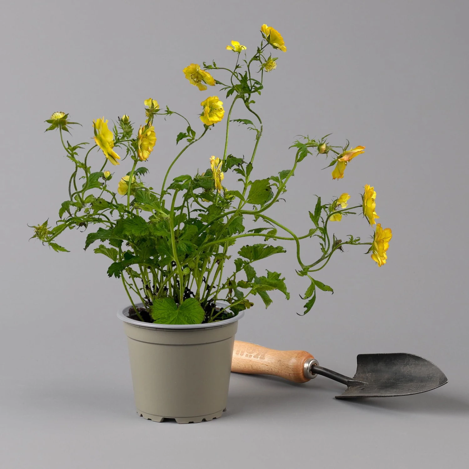 Nelkenwurz 'Nonna' Gelborange Halbgefüllt, Topf-Ø 12 Cm, 3er-Set 5 Nelkenwurz 'Nonna' Gelborange Halbgefüllt, Topf-Ø 12 Cm, 3er-Set – Bild 3