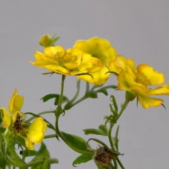 Nelkenwurz 'Nonna' Gelborange Halbgefüllt, Topf-Ø 12 Cm, 3er-Set 20 Nelkenwurz 'Nonna' Gelborange Halbgefüllt, Topf-Ø 12 Cm, 3er-Set -Madison Verkäufe 0319100549 Geum Nonna 3er Set gelb orange T12 4 124063