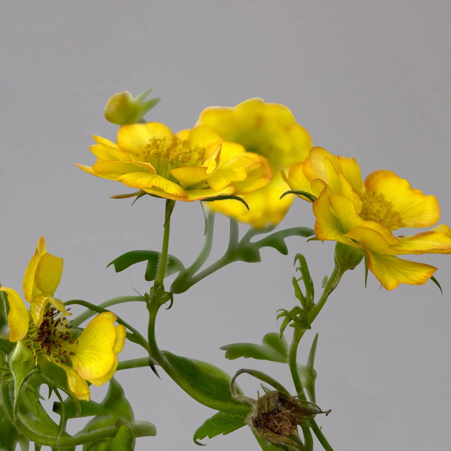 Nelkenwurz 'Nonna' Gelborange Halbgefüllt, Topf-Ø 12 Cm, 3er-Set 9 Nelkenwurz 'Nonna' Gelborange Halbgefüllt, Topf-Ø 12 Cm, 3er-Set – Bild 7