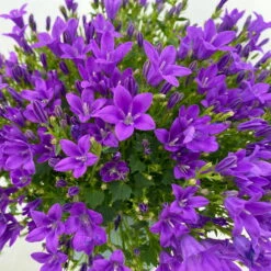 Glockenblume 'Ambella® Purple' Lilablau, Topf-Ø 15 Cm, 3er-Set -Madison Verkäufe 0319200039 Campanula portenschl Ambella Purple dunkellila T15 3er Set 6 111163