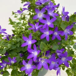 Hängepolster-Glockenblume 'Adansa® Purple' Blau-weiß, Topf-Ø 15 Cm, 3er-Set -Madison Verkäufe 0319200068 Campanula posch Adansa Purple blau weisses Auge 3er Set 8 111165