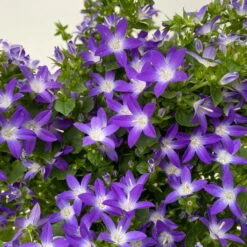 Hängepolster-Glockenblume 'Adansa® Purple' Blau-weiß, Topf-Ø 15 Cm, 3er-Set -Madison Verkäufe 0319200068 campanula poschaskyana adansa purple blau weiss 3 125036