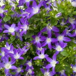 Hängepolster-Glockenblume 'Adansa® Purple' Blau-weiß, Topf-Ø 15 Cm, 3er-Set -Madison Verkäufe 0319200068 campanula poschaskyana adansa purple blau weiss 4 125035