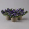 Hängepolster-Glockenblume 'Adansa® Purple' Blau-weiß, Topf-Ø 15 Cm, 3er-Set -Madison Verkäufe 0319200068 campanula poschaskyana adansa purple blau weiss t 126062