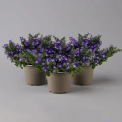 Hängepolster-Glockenblume 'Adansa® Purple' Blau-weiß, Topf-Ø 15 Cm, 3er-Set