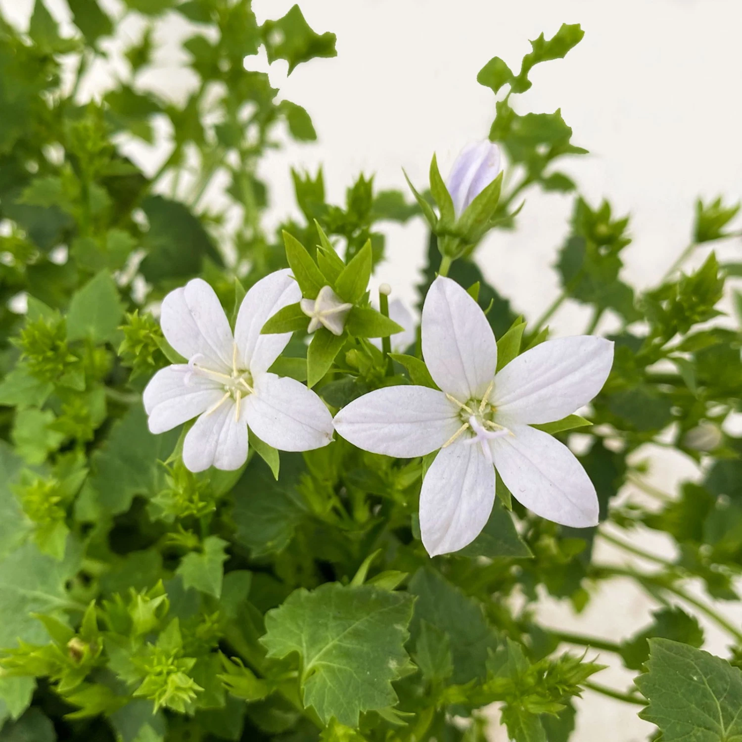 Polster-Glockenblume 'Adansa® White' Weiß, Topf-Ø 15 Cm, 3er-Set 7 Polster-Glockenblume 'Adansa® White' Weiß, Topf-Ø 15 Cm, 3er-Set – Bild 5