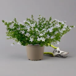 Polster-Glockenblume 'Adansa® White' Weiß, Topf-Ø 15 Cm, 3er-Set 11 Polster-Glockenblume 'Adansa® White' Weiß, Topf-Ø 15 Cm, 3er-Set -Madison Verkäufe 0319200069 campanula portenschlagiana adansa white f 126065