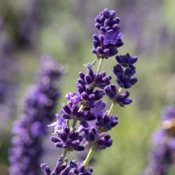 Lavendel, Ballen-Ø Ca. 7 Cm, 3x 6er-Tray -Madison Verkäufe 0319200073 0319200133 0319200090 0319200074 0320500566 Lavandula angustifolia 1 125846