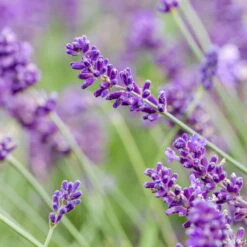 Lavendel, Ballen-Ø Ca. 7 Cm, 3x 6er-Tray -Madison Verkäufe 0319200073 0319200133 0319200090 0319200074 0320500566 Lavandula angustifolia 125848