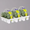 Lavendel, Ballen-Ø Ca. 7 Cm, 3x 6er-Tray -Madison Verkäufe 0319200074 Lavandula angustifolia 3x6er Tray 111448