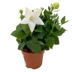 Ballonblume, Weiß, Topf-Ø 12 Cm, 6er-Set 9 Ballonblume, Weiß, Topf-Ø 12 Cm, 6er-Set -Madison Verkäufe 0319200084 Platycodon grandiflorus weiss 6er Set T12 1 111562