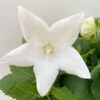 Ballonblume, Weiß, Topf-Ø 12 Cm, 6er-Set -Madison Verkäufe 0319200084 Platycodon grandiflorus weiss 6er Set T12 2 111457