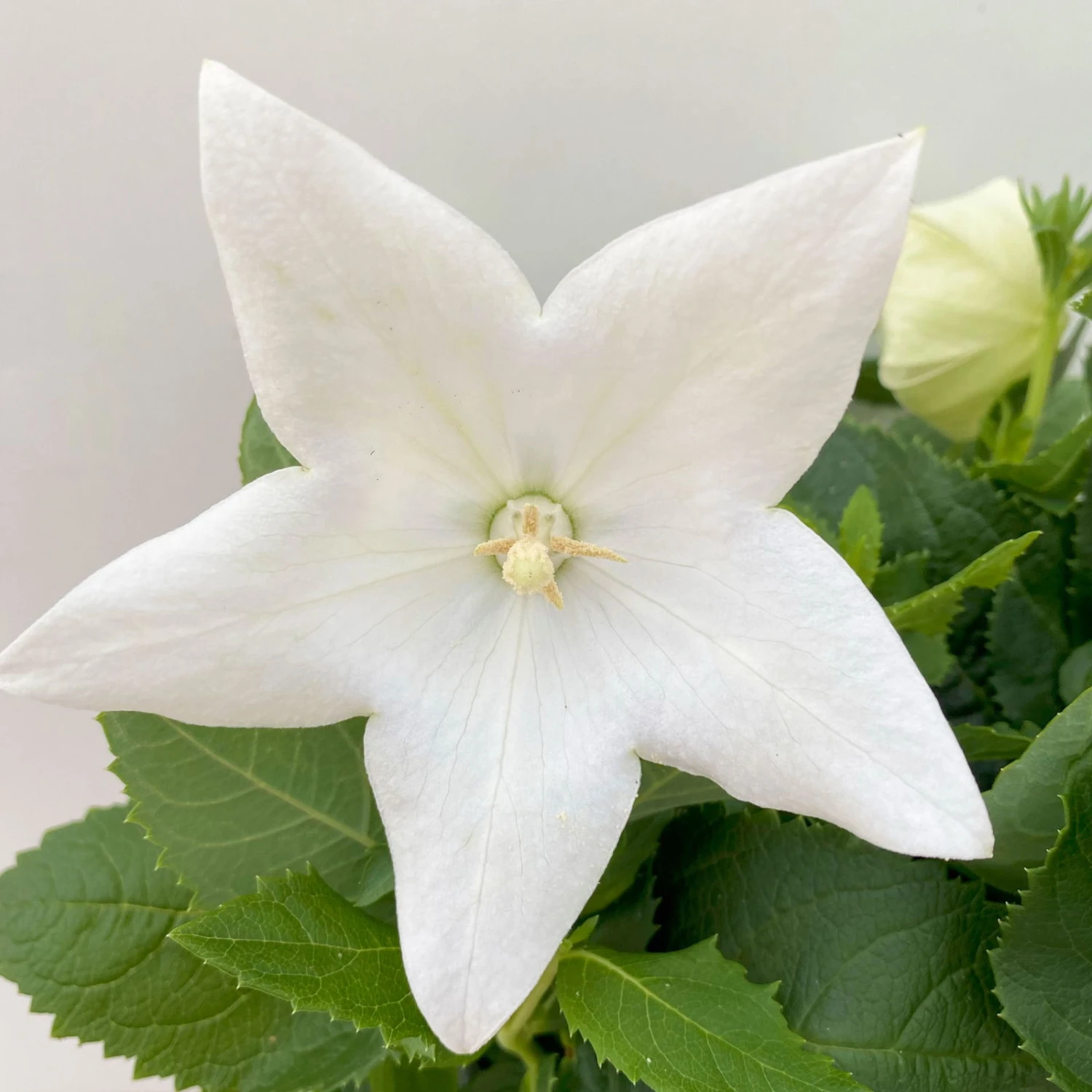 Ballonblume, Weiß, Topf-Ø 12 Cm, 6er-Set 3 Ballonblume, Weiß, Topf-Ø 12 Cm, 6er-Set