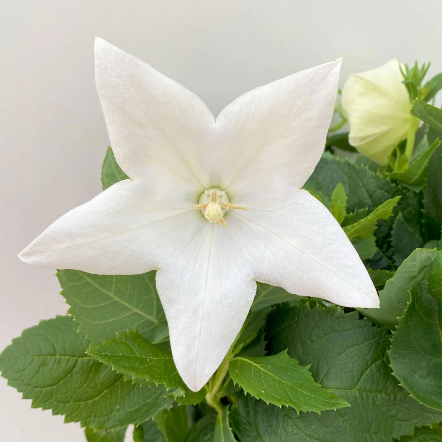 Ballonblume, Weiß, Topf-Ø 12 Cm, 6er-Set 4 Ballonblume, Weiß, Topf-Ø 12 Cm, 6er-Set – Bild 2