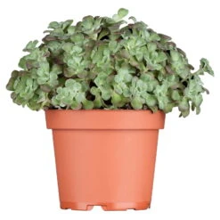 Spatelblättriges Garten-Fettblatt 'Purpureum' Gelb, Topf-Ø 12 Cm, 6er-Set