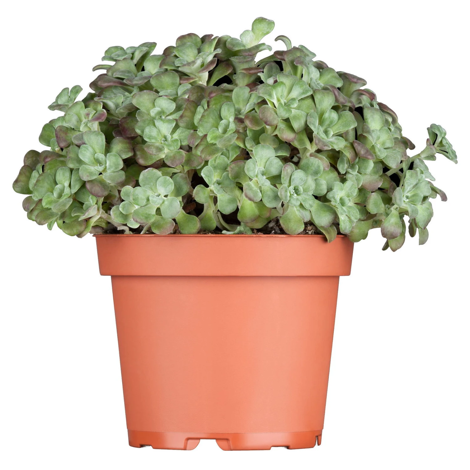 Spatelblättriges Garten-Fettblatt 'Purpureum' Gelb, Topf-Ø 12 Cm, 6er-Set 3 Spatelblättriges Garten-Fettblatt 'Purpureum' Gelb, Topf-Ø 12 Cm, 6er-Set